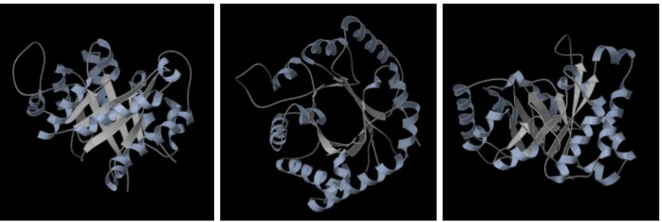 Figure 3.1: A TIM Barrel Protein. PDB ID: 1TIM. The core of the TIM barrel is com- com-posed of eight parallel β-strands, forming a cylindrical β-sheet