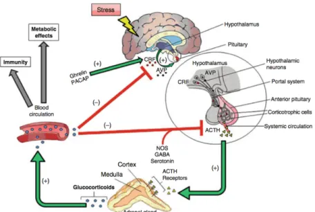 Fig. 2.1. Effect of stress on the HPA-axis and subsequent glucocorticoid release  (Constantini &amp; Hackney, 2013)  