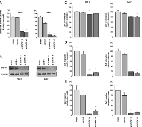 Figure 5: Effects of UHRF1 knockdown in RCC cells and impact of UHRF1 expression on clinical RCC specimens