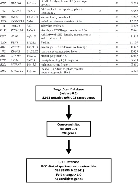 Figure 2: Selection strategy for target genes of miR-101. Analysis using the TargetScan program showed that 3,013 genes had putative target sites for miR-101 in their 3′ UTRs