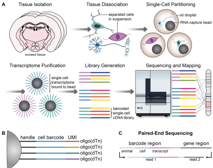 Figure 1. Droplet-based single-cell RNA-sequencing workflow. A. Generalized  schematic of single-cell RNA-sequencing workflows