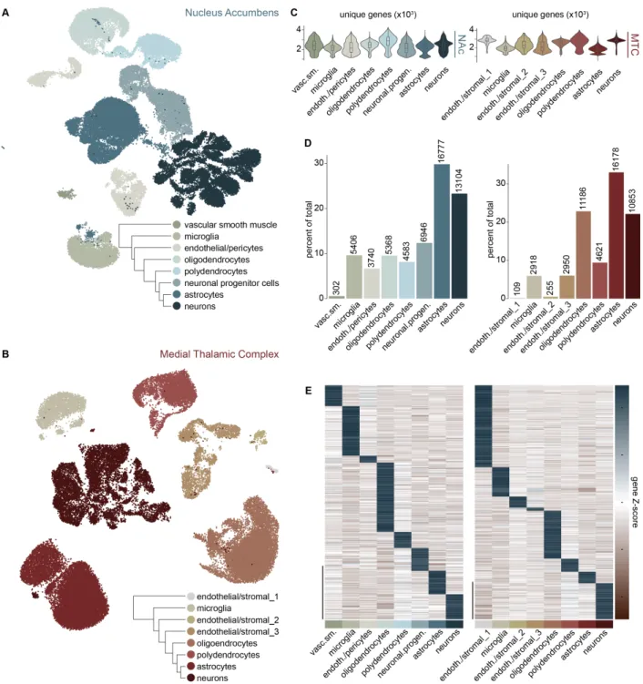 Figure 12. Characterization of major resident cell-types in the nucleus accumbens  and medial thalamic complex