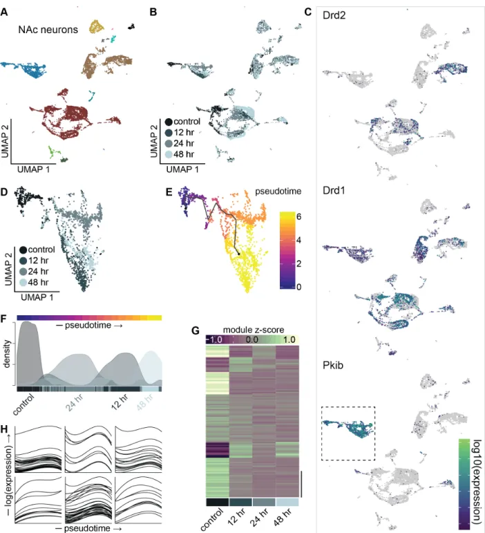 Figure 14. Gene expression kinetics in a subtype of neurons in the nucleus  accumbens