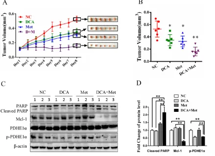 Figure 6: DCA and Met collaboratively repress the growth of ovarian cancer cells in vivo