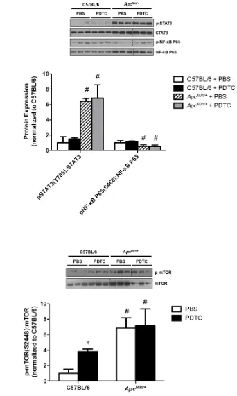 Figure 5: The effect of PDTC treatment on liver inflammatory signaling and protein synthesis in ApcMin/+ mice