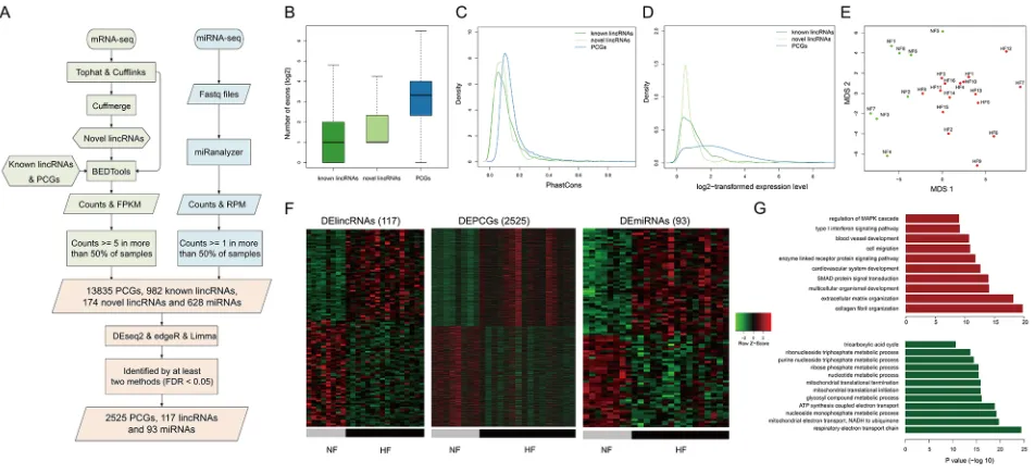 Figure 1: Transcriptome profiles of lincRNAs, mRNAs and miRNAs. A. The workflow of the construction of transcriptome