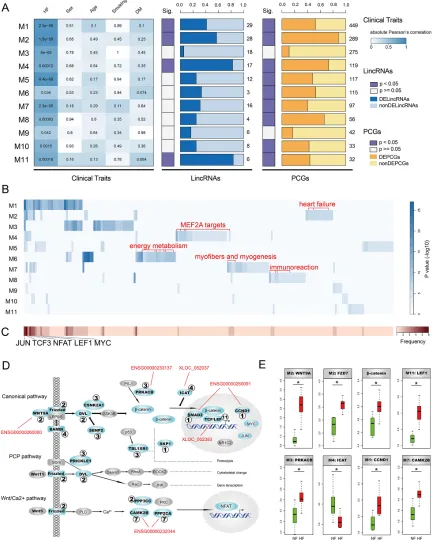 Figure 2: Identification and characterization of HF-associated lincRNA modules. A. The heatmap on the left panel represents absolute Pearson’s correlation between 11 modules and clinical traits including heart failure (HF), sex, age, smoking and diabetes m