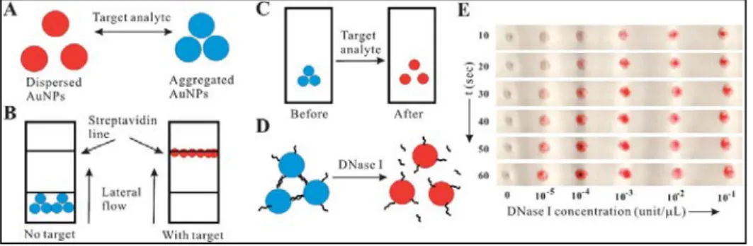 Figure 10: Colloidal Gold Nanoparticles as Detector Label in Colorimetric Assay [16]. 