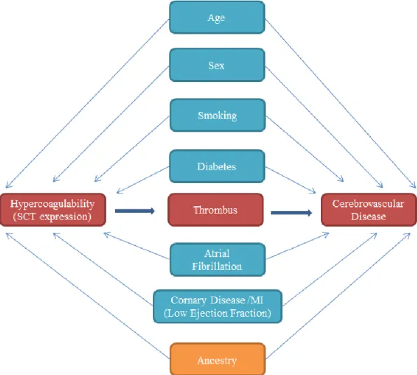 Figure 4:  Directed acyclic graph for causal pathway between SCT, hypercoagulability, and  cerebrovascular disease 