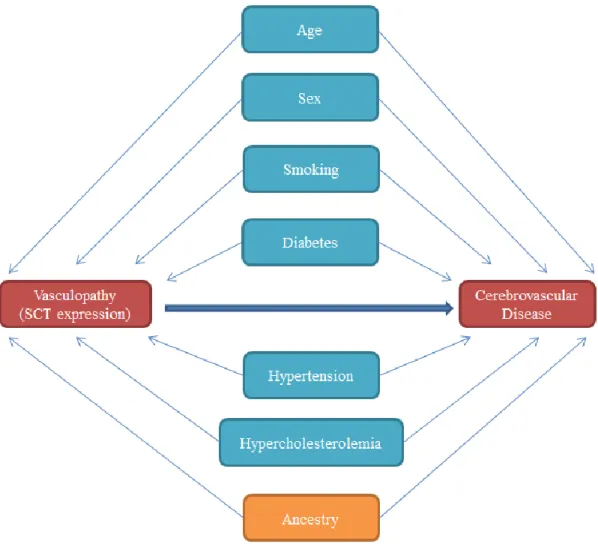 Figure 5:  Directed acyclic graph for causal pathway between SCT, vasculopathy, and  cerebrovascular disease   