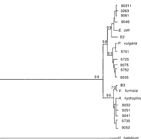 FIG. 3. Unrooted dendrogram using the Phylip phylogenetic inference pro-gram. Sequences aligned by Clustal V were entered into the Seqboot program of