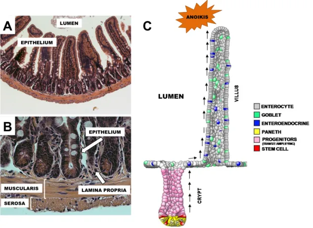 Figure 1.1: Anatomy of the small intestine. The intestinal lumen is lined by a monolayer of columnar epithelial cells, called the  intestinal  epithelium,  which  is  responsible  for  critical  nutrient  processing  and  barrier  function  (A)