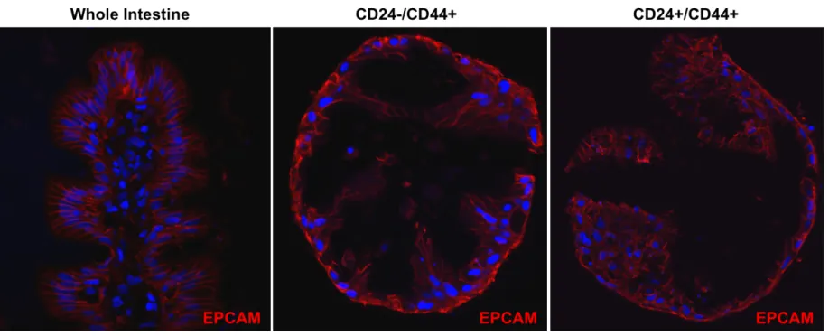 Figure  2.9  -  Human  enteroids  are  composed  of  epithelial  cells.  Immunofluorescence  for  EPCAM  (CD326)  demonstrates  that  enteroids derived from CD24-/CD44+ and CD24+/CD44+ populations are epithelial in nature