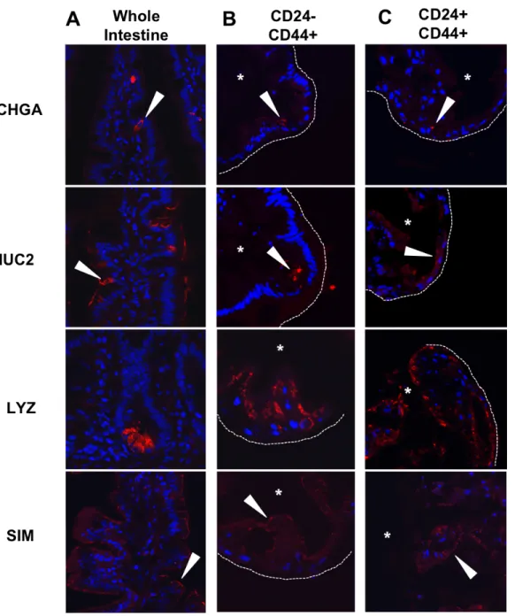 Figure 2.10 - Enteroids derived from CD24-/CD44+ and CD24+/CD44+ populations  are  multipotent