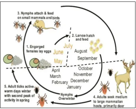 Figure 1: Tick Life Cycle 