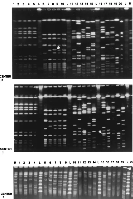 FIG. 1. Comparative analysis of gel pictures obtained after PFGE of DNAmacrorestriction fragments derived from the panel of 20 MRSA isolates