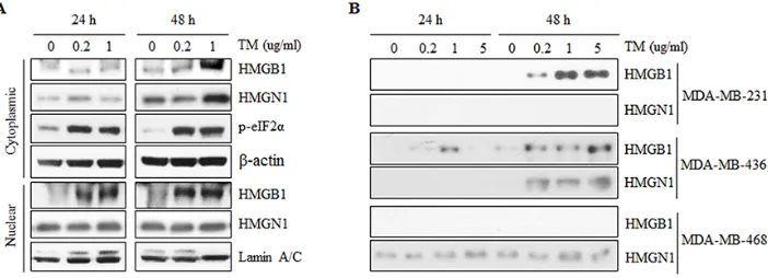 Figure 1: Expression and secretion of HMGB1 and HMGN1 during tunicamycin-induced ER stress in triple-negative breast cancer cell lines