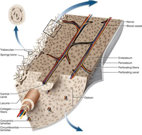 Figure 1 - Histology of Osseous Tissue  1 . 