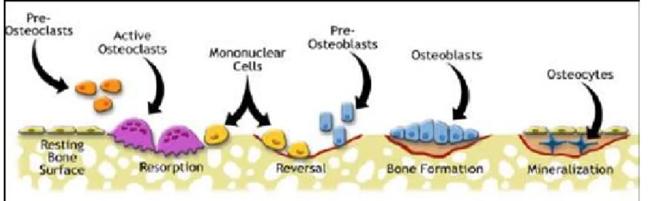 Figure 2 - Cell Types and Their Roles in Bone Remodeling  5 . 