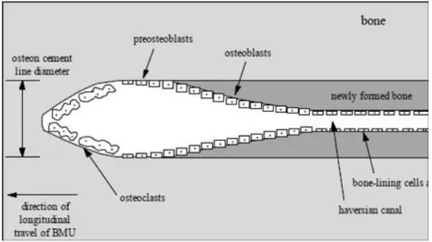 Figure 3 – Diagram of Remodeling in Cortical Bone  5 . 