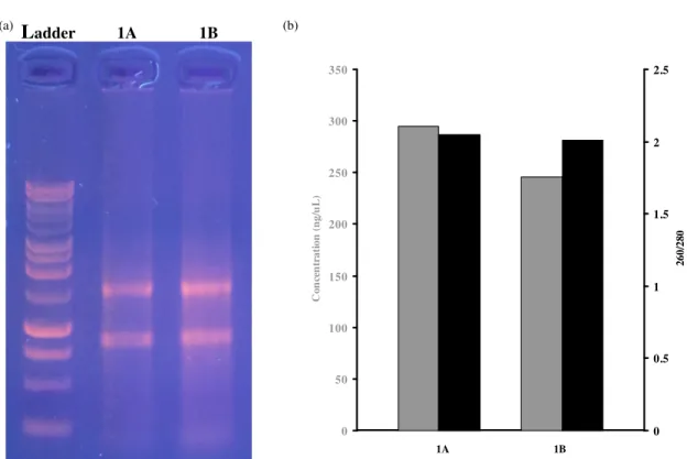 Figure 7 - (a) Quality RNA imaged via gel electrophoresis. Left: standard ladder. Middle: sample 1A