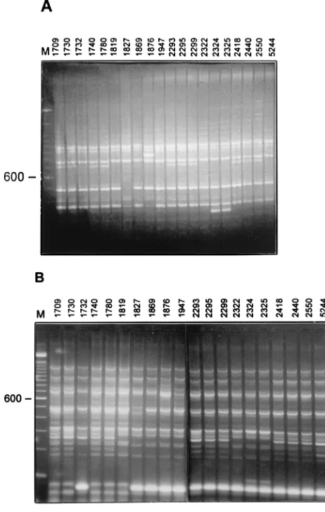 FIG. 2. Panel 1 isolates from CDC. PCR patterns were generated withprimer IS3A (A) and primer pair IS3A-IS3B (B)