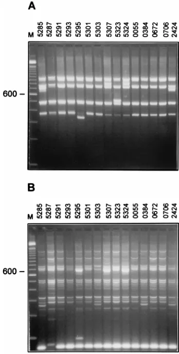 FIG. 3. Panel 2 isolates from CDC. PCR patterns were generated withprimer IS3A (A) and with primer pair IS3A-IS3B (B)