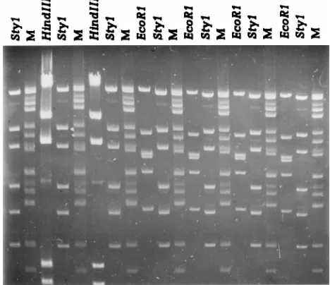TABLE 1. Information on the clinical isolates of L. monocytogeneswhose DNA was used in the pattern recognition portion of the study