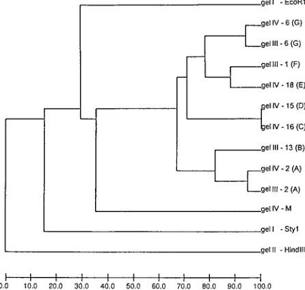 FIG. 3. A GelCompar-generated UPGMA clustering dendrogram with error ﬂags and corresponding normalized restriction proﬁles