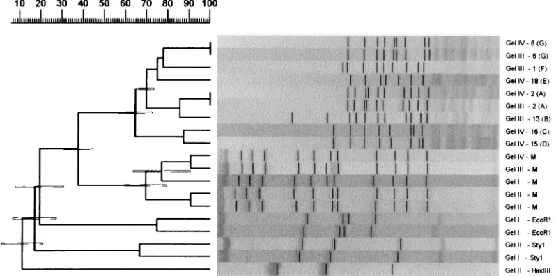 FIG. 5. A GelCompar-generated UPGMA clustering dendrogram with error ﬂags and corresponding normalized restriction proﬁles
