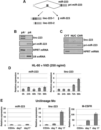 Figure 1: linc-223 is a cytoplasmic lncrNA induced in monocytopoiesis. (transcripts (prim-miR-223), which can produce two lncRNA isoforms (linc-223-1 and linc-223-2) and miR-223