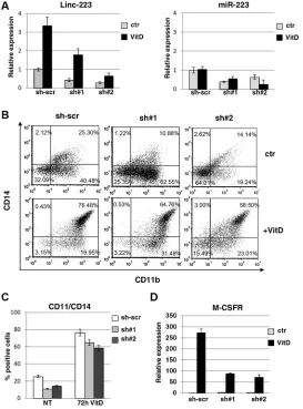 Figure 2: lin-223 knockdown inhibits monocytic differentiation. (A) qPCR analysis of miR-223 and linc-223 levels upon knockdown of linc-223 by two different lentiviral constructs expressing shRNAs (sh#1 and sh#2)