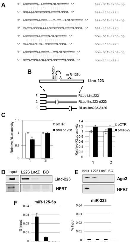 Figure 4: linc-223 interacts with mir-125b. (A) Base-pairing between miR-125-5p family members and linc-223 in human and mouse