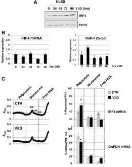 Figure 5: Analysis of IrF4 expression. (A) Western blot analysis of IRF4 and HPRT protein levels during VitD3-induced monocytic differentiation of HL-60 cells