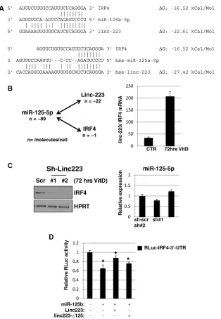 Figure 6: linc-223 cross-talks with IrF4. (A) Base-pairing between miR-125-5p and linc-223, and miR-125-5p and IRF4 3’-UTR, ΔG values were obtained from miRanda (http://www.microrna.org)