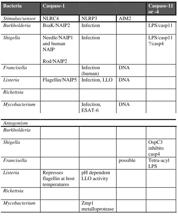 Table 1.2. Interaction of inflammatory caspases and cytosolic bacteria. 