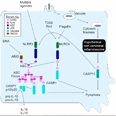 Figure 2.1. Schematic of inflammasome detection pathways.  