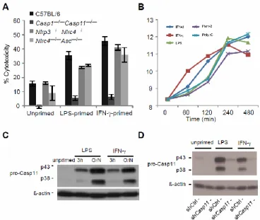 Figure 2.6. TLR ligands and IFN-γ enhance Casp11 expression and caspase-11- dependent  cell death