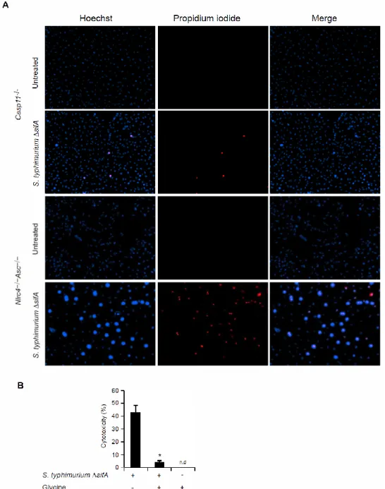 Figure 2.8. Morphology of S. typhimurium ΔsifA-induced pyroptosis. 