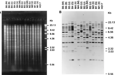 FIG. 1. REA and RFLP analysis with the CARE-2 probe. (A) Ethidium bromide-stained gel of Eco(B) DNA fragments from the gel in panel A were transferred to a sheet of nitrocellulose and then hybridized with the CARE-2 probe