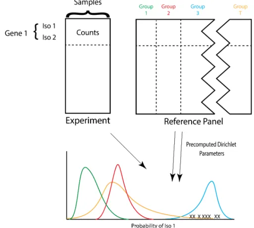 Figure 3.7: ACTOR uses precomputed Dirichlet parameters for each reference group to identify which reference group a set of experimental samples is most similar to based on isoform splicing patterns