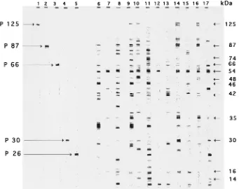 FIG. 1. Immunoblot patterns obtained with a saline extract from H. pylori1 to 5) and with 12 selected sera from patients infected with ATCC 43579 with ﬁve rabbit sera raised against puriﬁed antigens from H