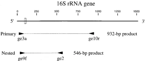 FIG. 1. Schematic representation of the GE 16S rDNA, showing the relativelocations of PCR primers used for the primary (ge3a and ge10r) and nested (ge9f