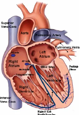 Figure 1 Cross Section of the Human Heart 