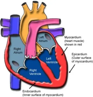 Figure 2 Heart Muscle Tissue Layers 31