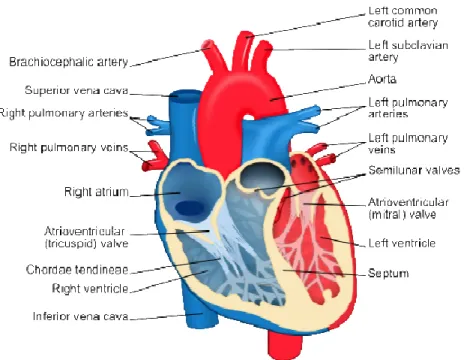 Figure 4 Heart Chambers and Valves 2