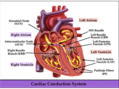 Figure 5 Cardiac Conduction System 4