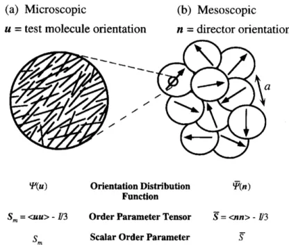 Figure  1.2.  Description  of  a  rodlike  nematic  phase  at  the  (a)  microscopic  and  (b)  mesoscopic  length  scales
