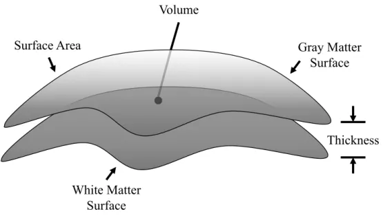 Figure 2.10: (a) The geometrical connection between cortical thickness, surface area, and volume.