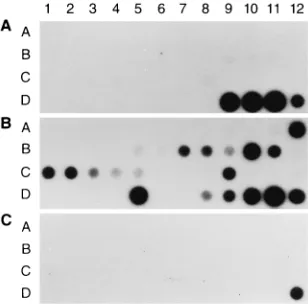 FIG. 1. Test for speciﬁcity by dot blot hybridization by using DNAs from avariety of bacterial species (Table 1) as targets